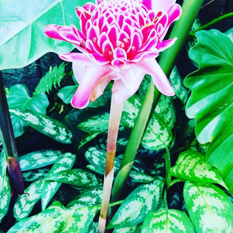 Recanto Toca Das Plantas De Ilhabela II Buitenkant foto