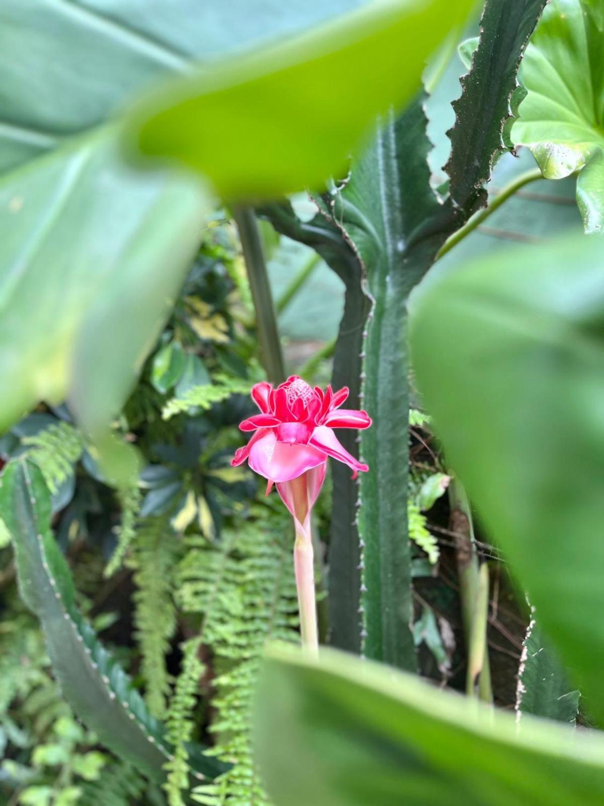Recanto Toca Das Plantas De Ilhabela II Buitenkant foto