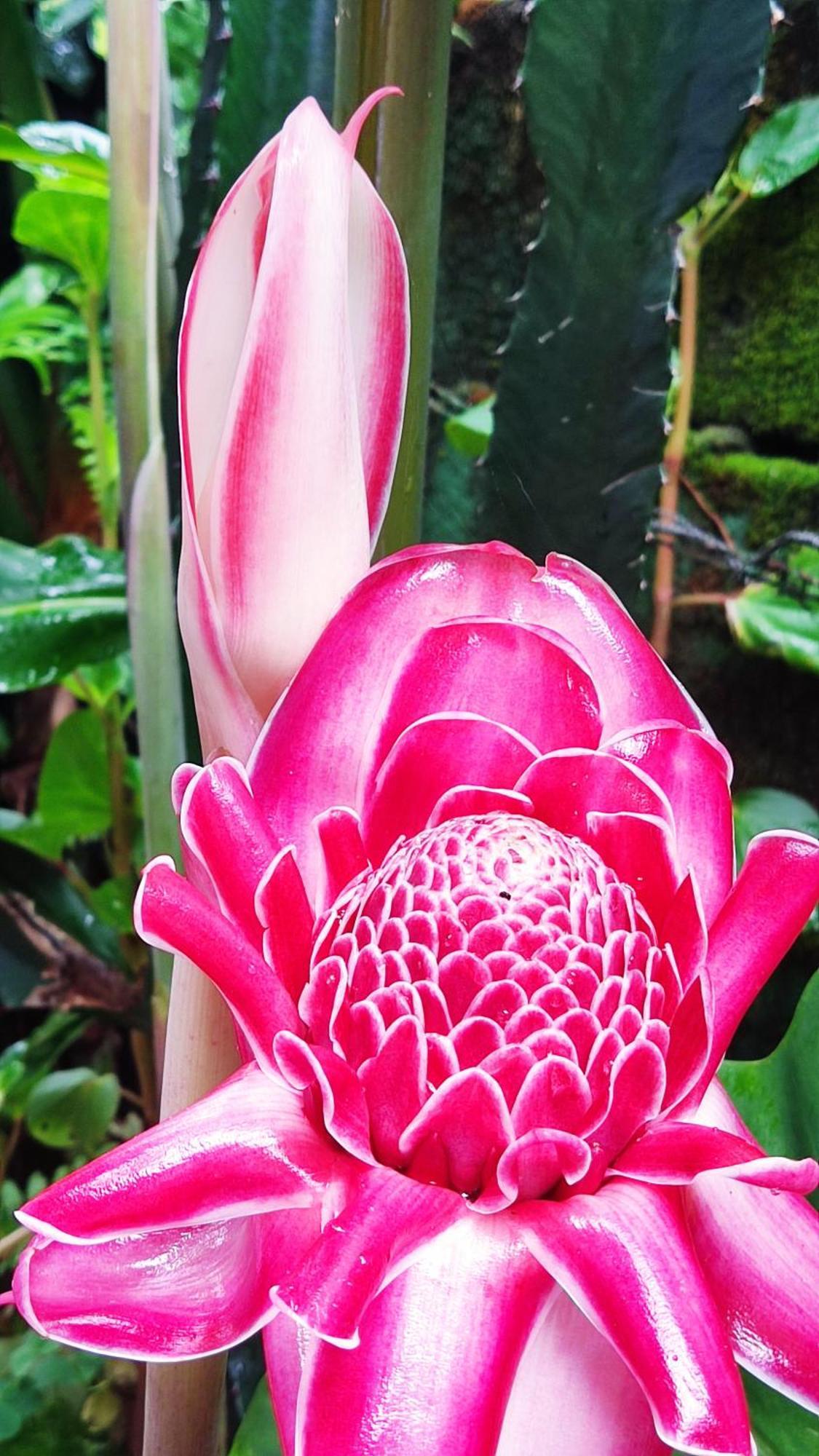 Recanto Toca Das Plantas De Ilhabela II Buitenkant foto
