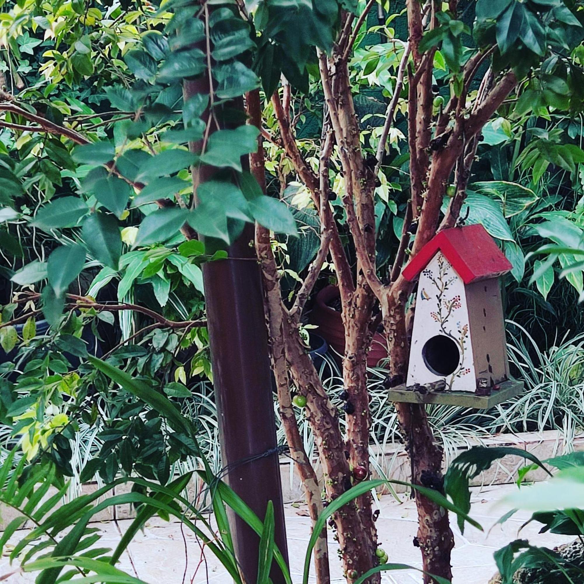 Recanto Toca Das Plantas De Ilhabela II Buitenkant foto